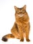 Somali cat sitting on white background