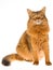 Somali cat sitting on white background