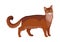 Somali Cat Vector Flat Design Illustration