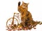 Somali cat waving, on mini brown bicycle