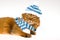 Somali cat wearing knitted hat on white background