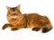 Somali cat on white background