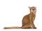 Somali cat on white background