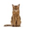 Somali cat on white background