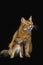 Somali Domestic Cat, Female with Kitten against Black Background