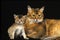Somali Domestic Cat, Mother and Kitten against Black Background
