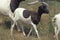 Somali Domestic Sheep or Berbera Blackhead Sheep