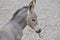 Somali foal eating leaf