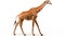 Somali Giraffe, commonly known as Reticulated Giraffe. AI Generative