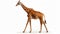 Somali Giraffe, commonly known as Reticulated Giraffe. AI Generative