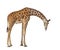 Somali Giraffe, commonly known as Reticulated Giraffe, Giraffa c