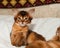 Somali kitten portrait