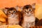 Somali kittens