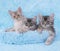 Somali kittens in a blue bed