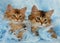 Somali kittens relaxing in blue feathers