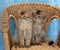 Somali kittens on a wicker chair