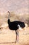 Somali ostrich