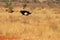 Somali ostrich pair in the savanna of Kenya