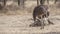 Somali Ostrich Searching Food