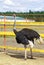 Somali ostrich walks on a farm in Siberia