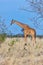 Somali or Reticulated Giraffe, Meru NP, Kenya
