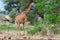 Somali or Reticulated Giraffe, Tail Flicking