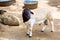 Somali sheep, or Berbera Blackhead