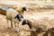 Somali sheep, or Berbera Blackhead