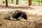 Somali sheep, or Berbera Blackhead