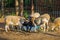 Somali sheep, or Berbera Blackhead