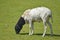 Somali sheep grazing