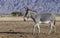 Somali wild donkey Equus africanus