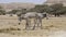 Somali wild donkey (Equus africanus) in nature reserve near Eilat, Israel