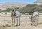 Somali wild (Equus africanus) in Israeli nature reserve