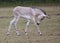 Somali Wild foal