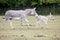 Somali Wild mother with foal