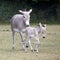 Somali Wild mother with foal