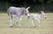 Somali Wild mother with foal