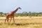 Somalia giraffe goes over a green lush meadow