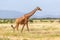 Somalia giraffe goes over a green lush meadow