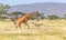 Somalia giraffe goes over a green lush meadow