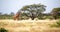 Somalia giraffes eat the leaves of acacia trees