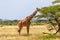 Somalia giraffes eat the leaves of acacia trees