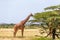 Somalia giraffes eat the leaves of acacia trees