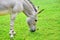 Somalian Wild Donkey Equus Asinus Somalicus Eating Grass in Nature