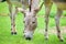 Somalian Wild Donkey Equus Asinus Somalicus on Pasture