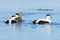 Somateria molissima, Common Eider.