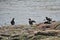 Somateria mollissima common eider, Eiderente water birds sitting by water.