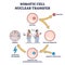 Somatic cell nuclear transfer as genetic change process steps outline diagram