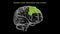 Somatic motor association area of human brain